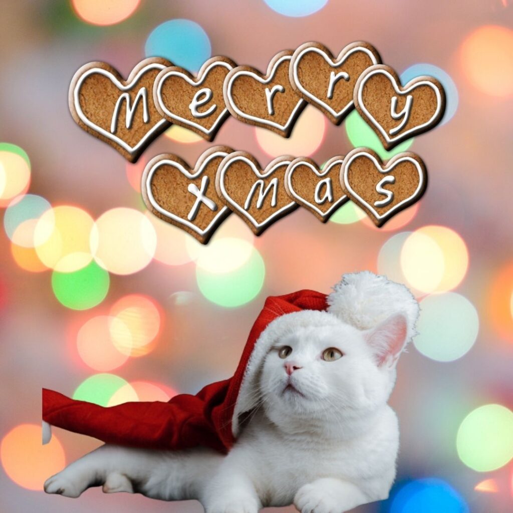 Merry Christmas Images 2022 || Happy Christmas latest and Fresh and Editable images 101